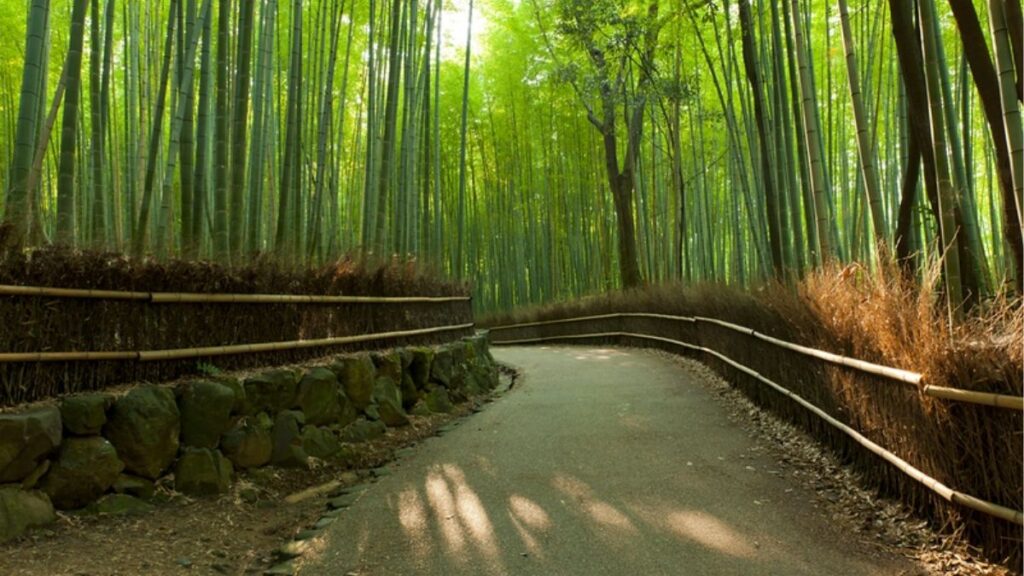 Rừng tre Arashiyama Kyoto trong lịch trình Kyoto 3 ngày