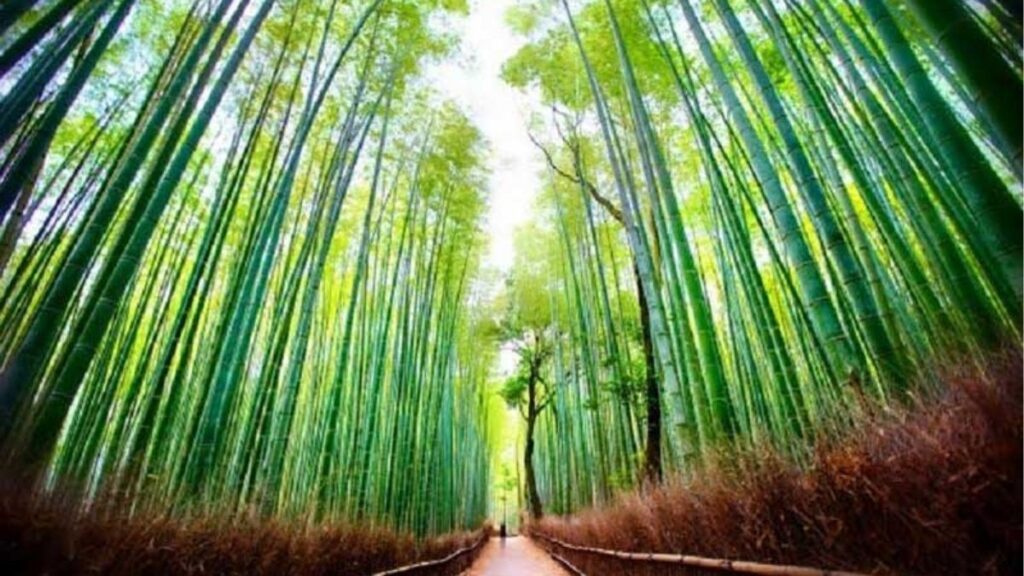 Rừng tre Arashiyama Kyoto với lối đi giữa các hàng tre cao