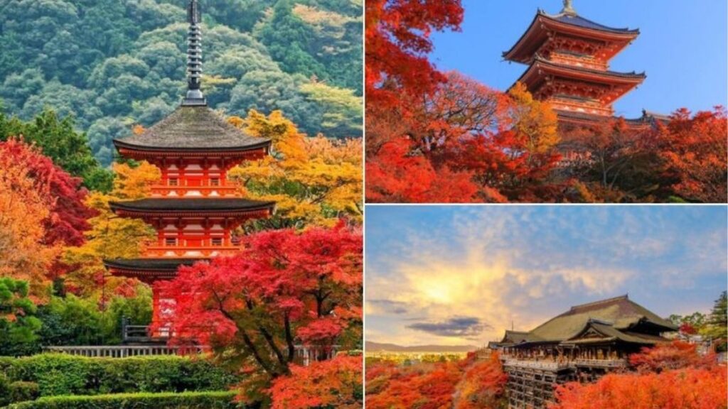 Lá đỏ mùa thu tại đền chùa Kyoto