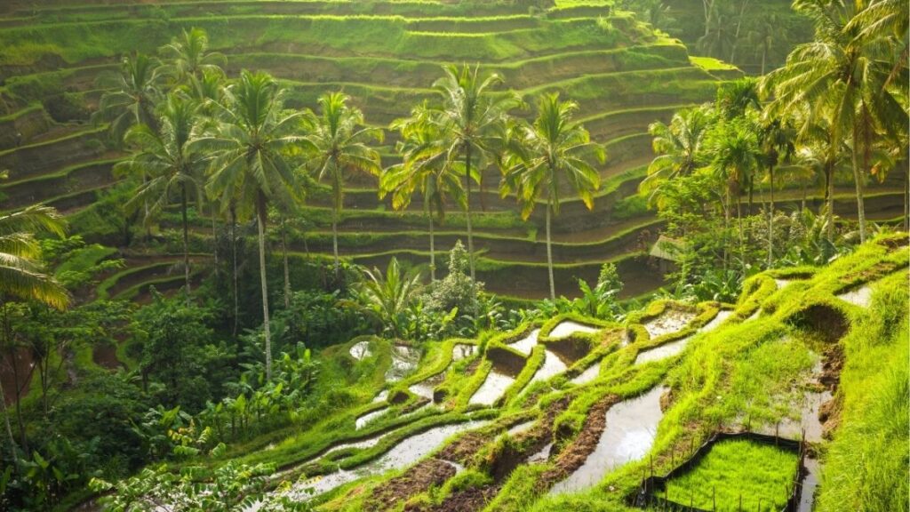 Ruộng bậc thang Tegallalang tại Ubud Bali
