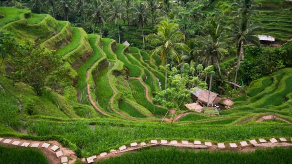 Ruộng bậc thang và không gian văn hóa tại Ubud Bali